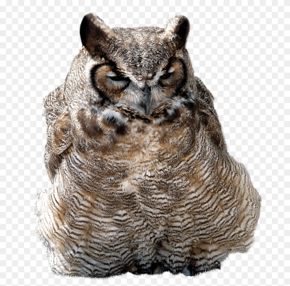 Owl, Animal, Bird, Beak Free Png Download