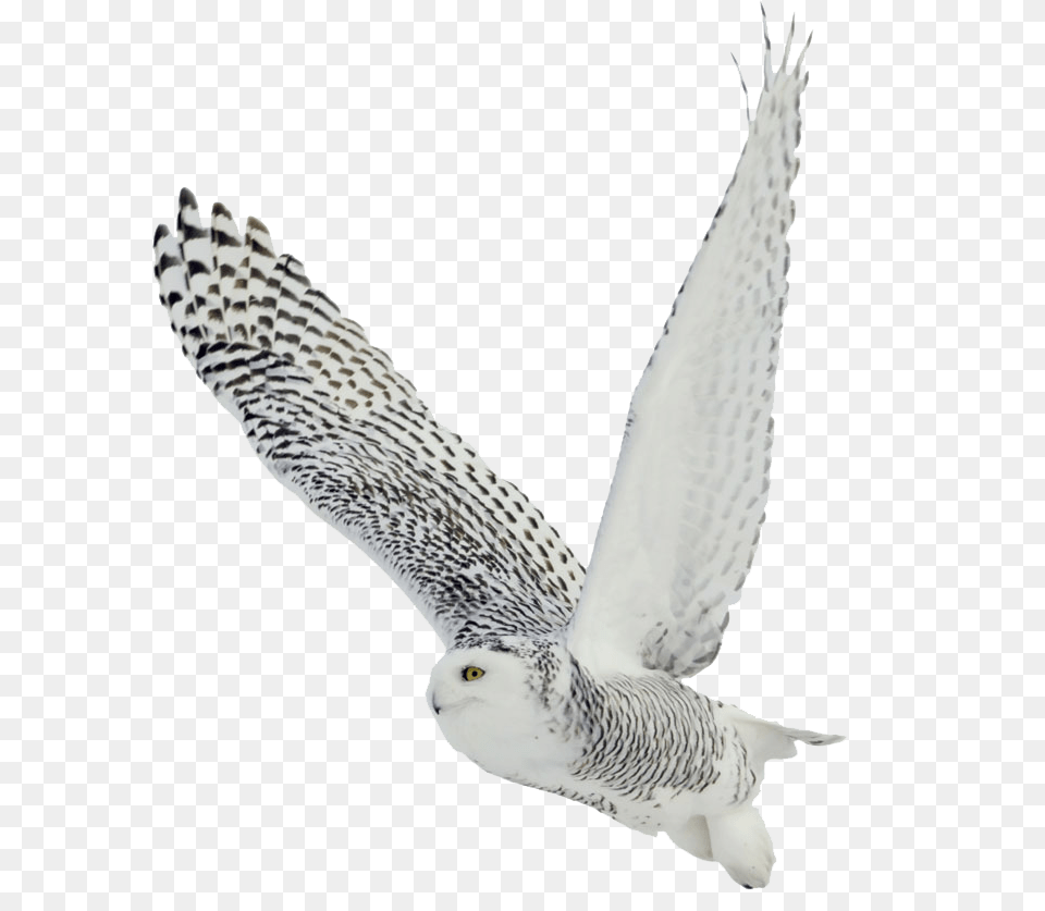 Owl, Animal, Bird Free Transparent Png