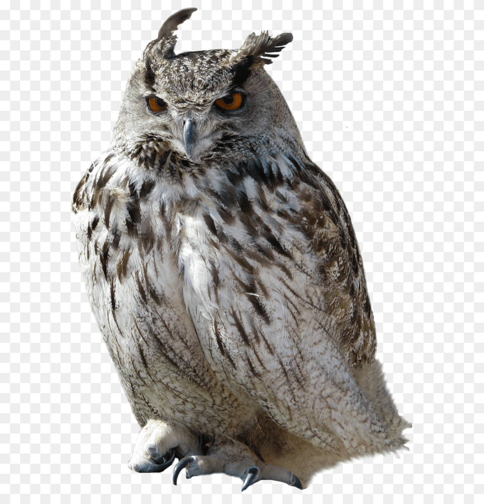 Owl, Animal, Beak, Bird Free Png