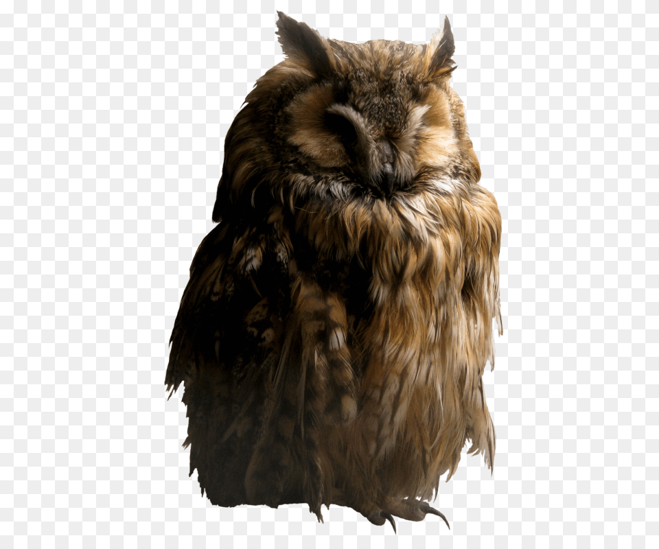 Owl, Animal, Bird, Beak Free Transparent Png