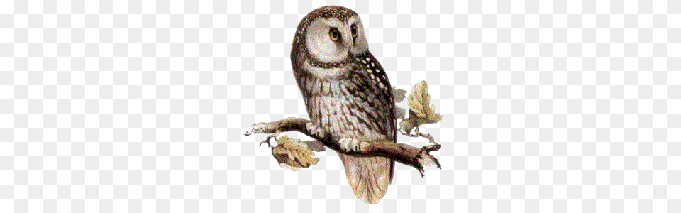 Owl, Animal, Bird Free Png