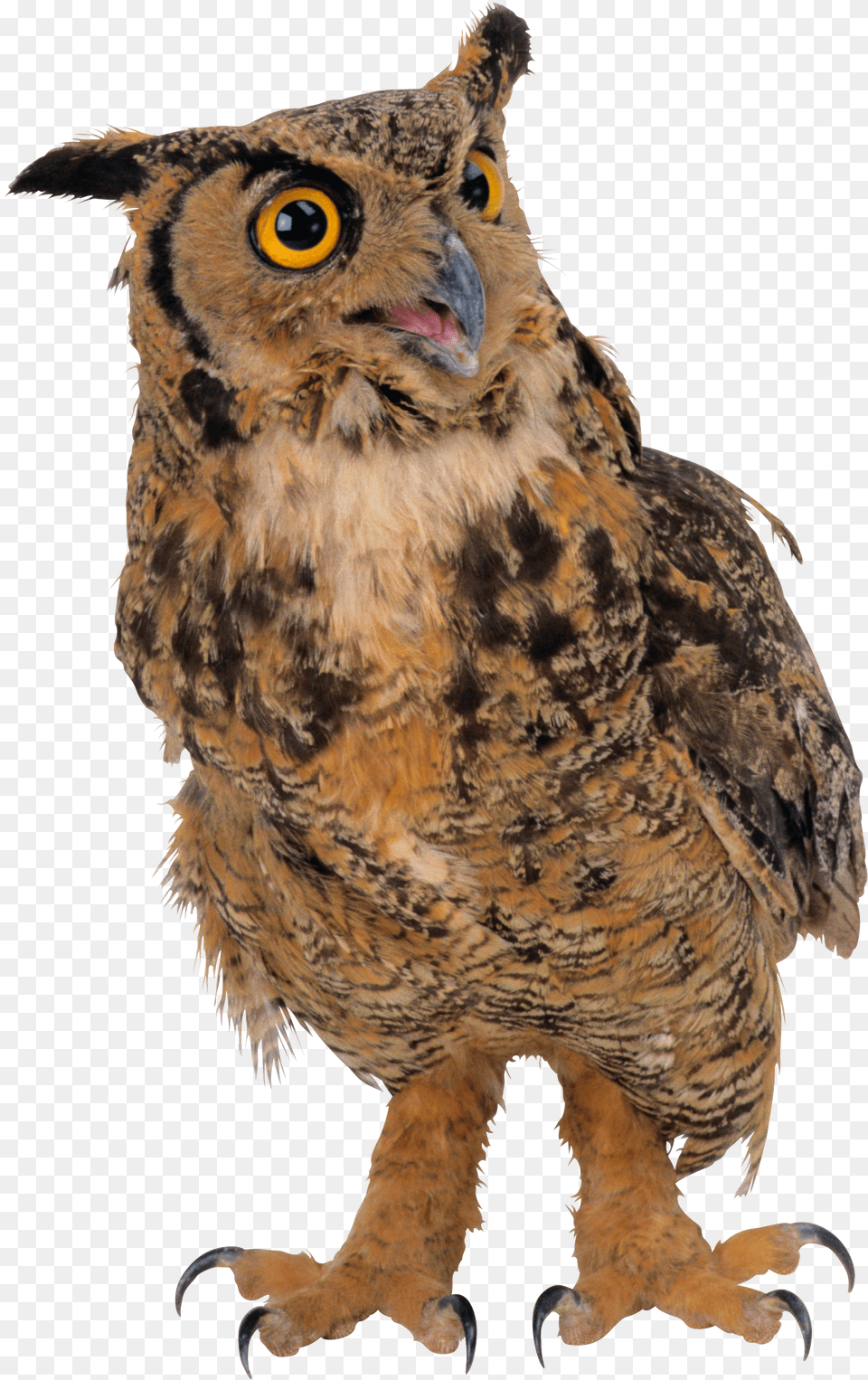 Owl, Animal, Beak, Bird Png
