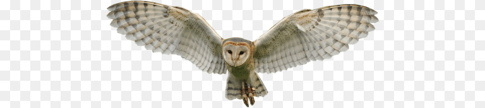 Owl, Animal, Bird Png