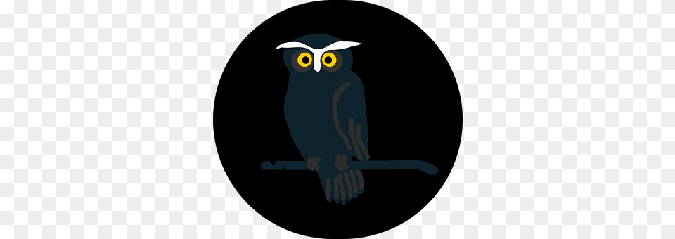 Owl Animal, Beak, Bird Free Transparent Png