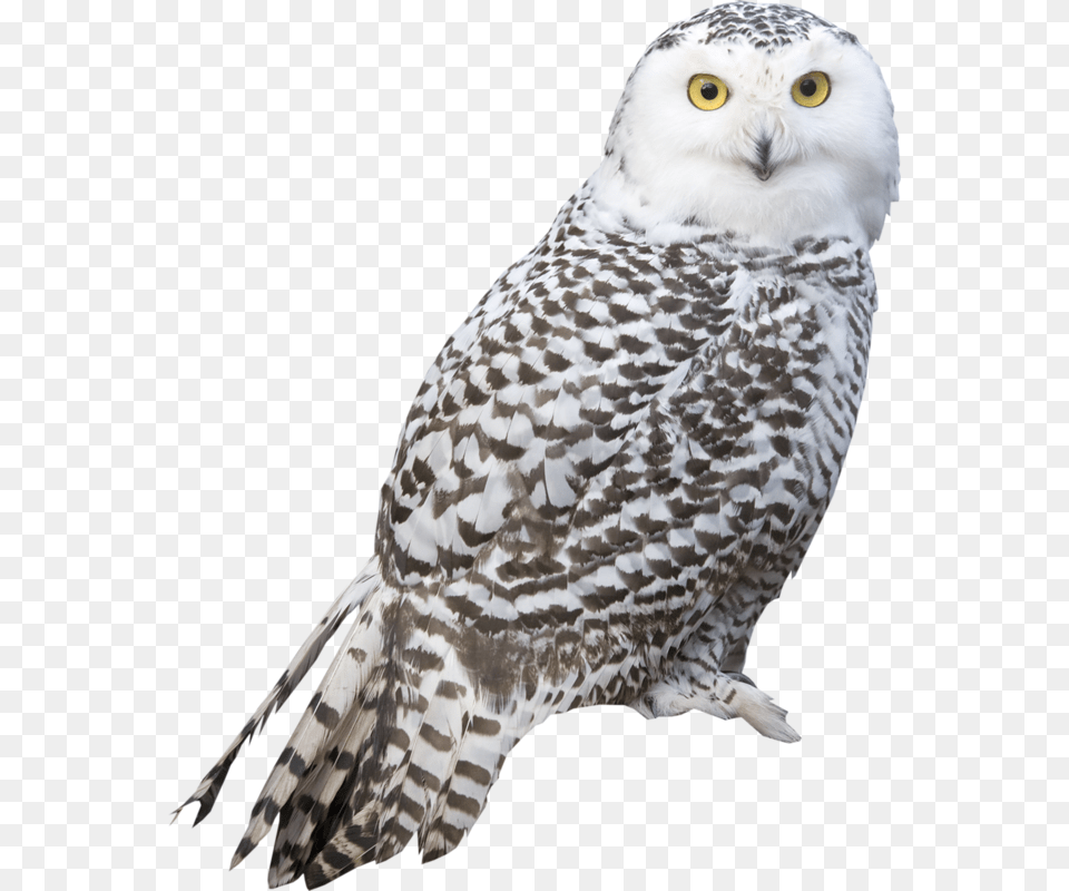 Owl, Animal, Bird, Beak Free Png Download