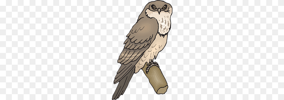 Owl Animal, Fish, Sea Life, Shark Free Transparent Png