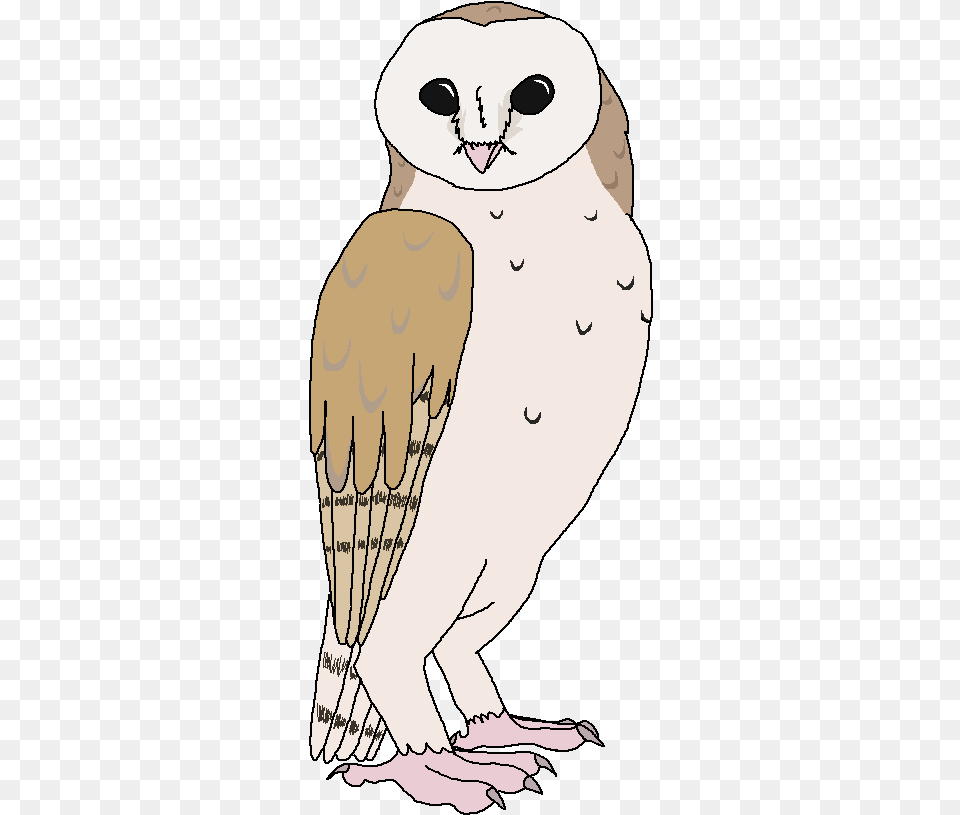 Owl, Adult, Female, Person, Woman Png