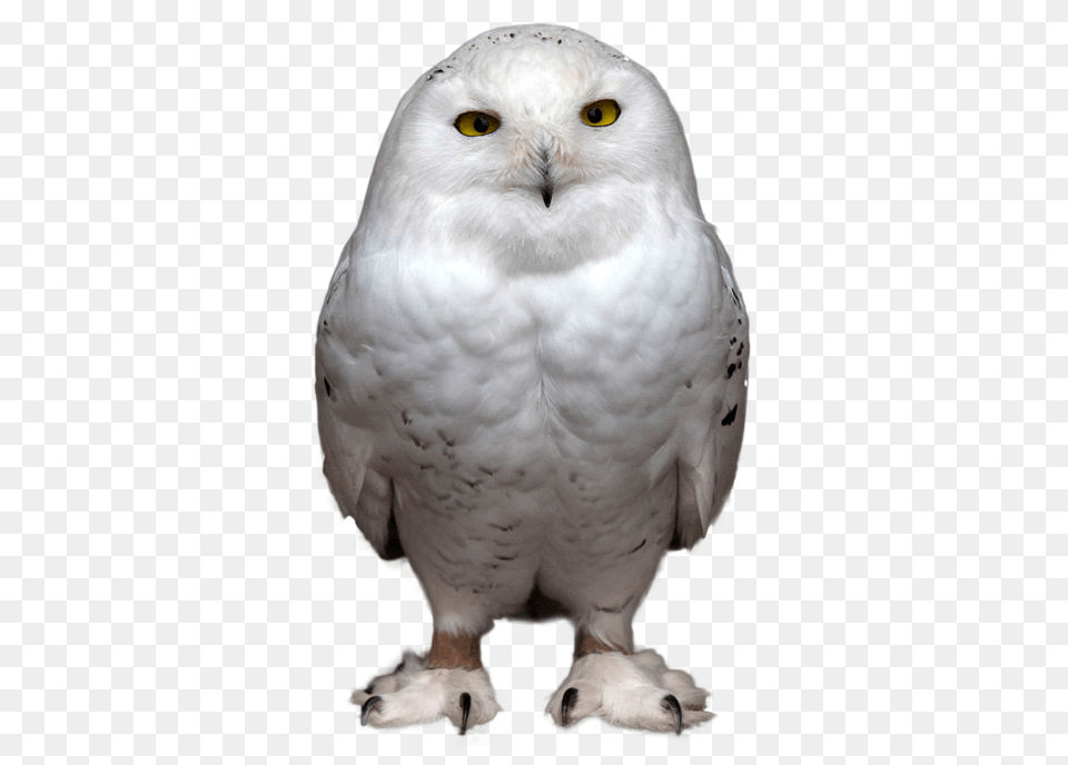 Owl, Animal, Beak, Bird Png