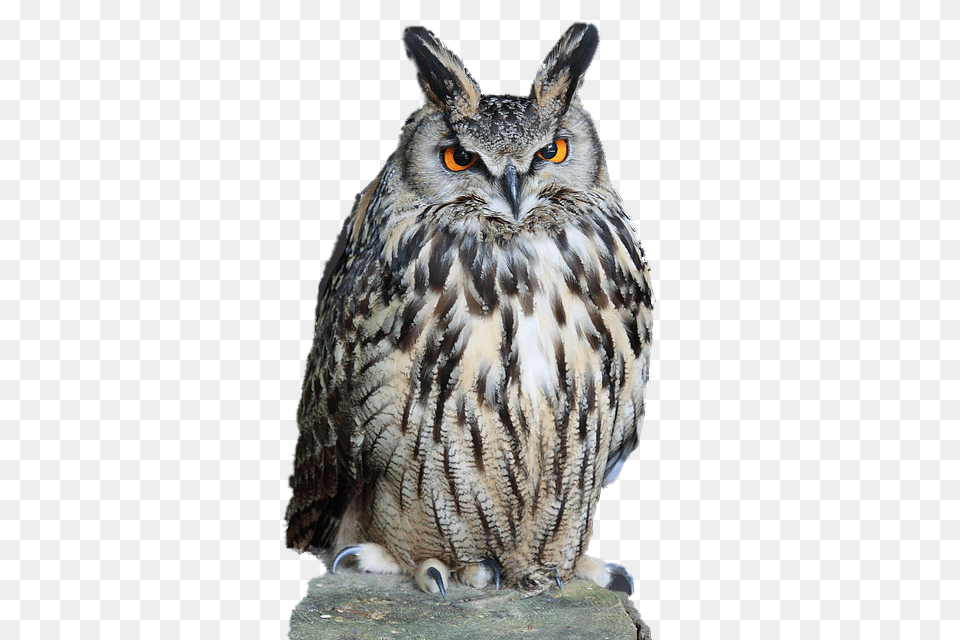 Owl, Animal, Beak, Bird Png