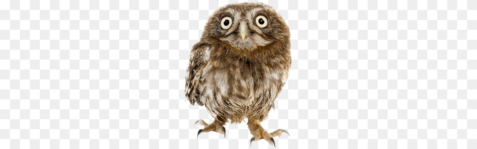 Owl, Animal, Bird Free Png