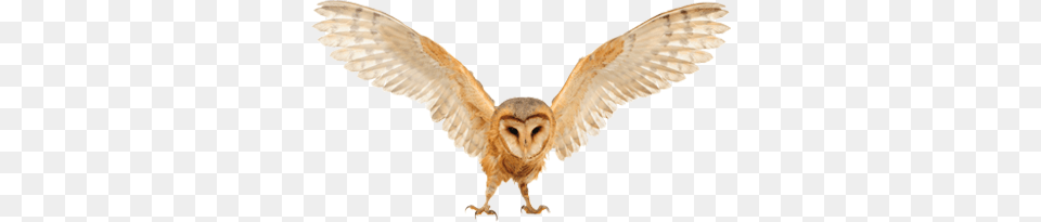 Owl, Animal, Bird Free Png