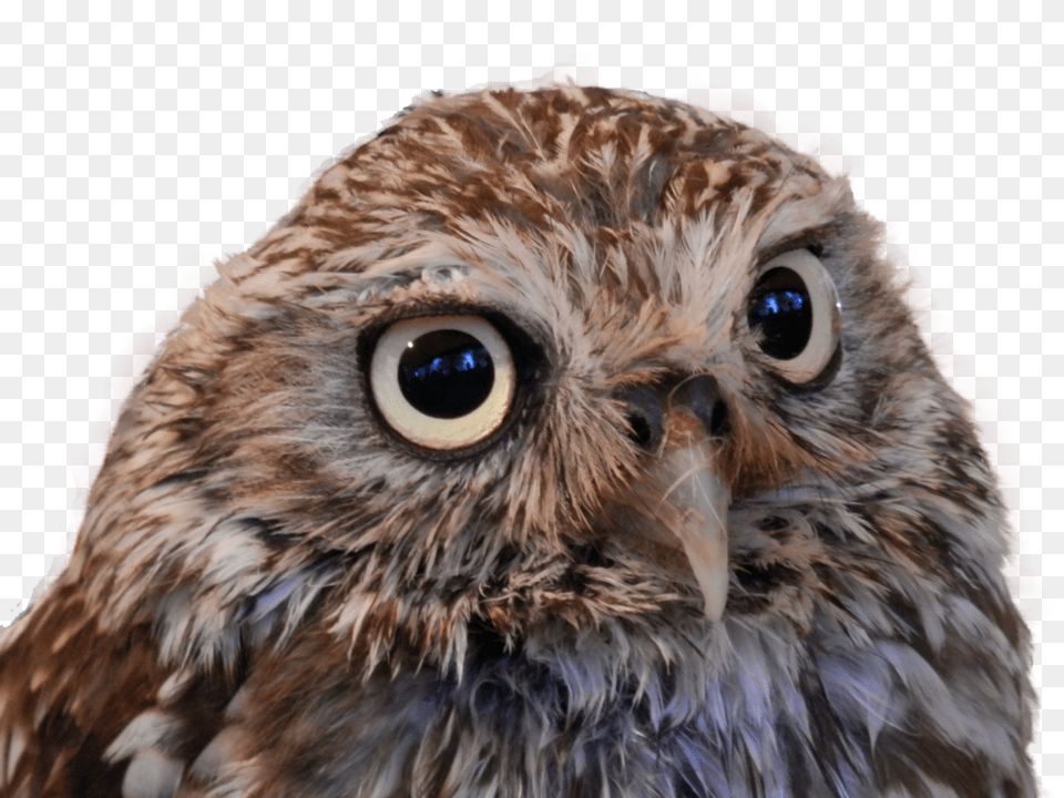 Owl, Animal, Bird Png