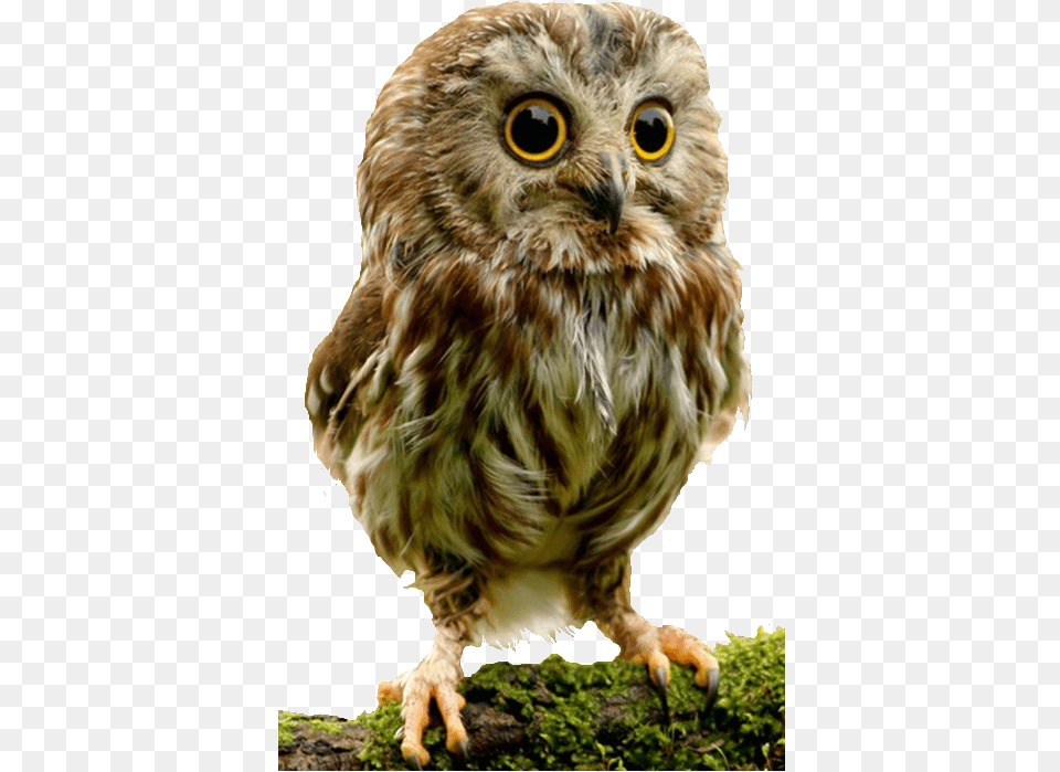 Owl Baby Owl, Animal, Bird, Beak Png