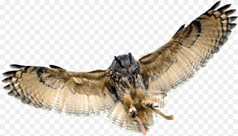 Owl Background Owl Transparent Background, Animal, Bird Png
