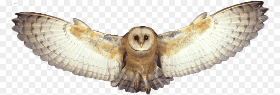 Owl Barn Owl, Animal, Bird Png Image