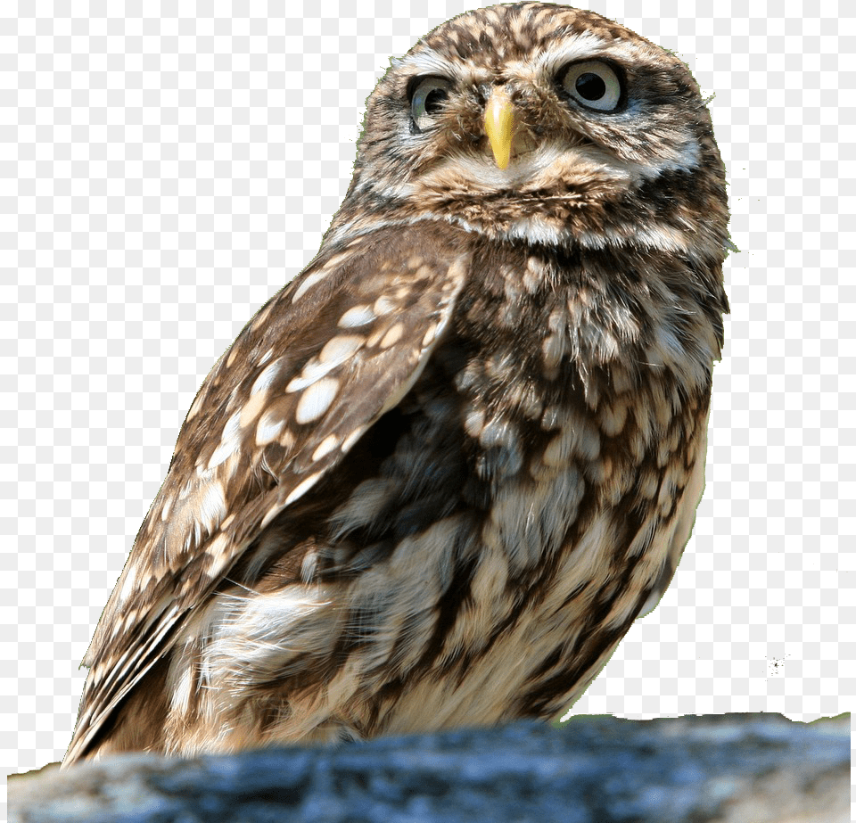 Owl Bird Background Removed, Animal, Beak Free Png Download