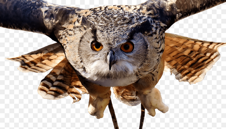 Owl Bird Feather Cute Plumage Birds Animal Owl Wide, Beak Free Png