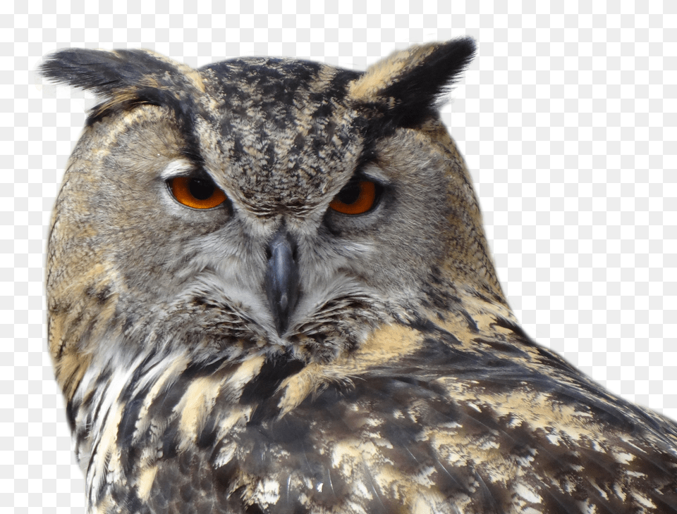 Owl Bird Image Background Owl, Animal, Beak Free Transparent Png
