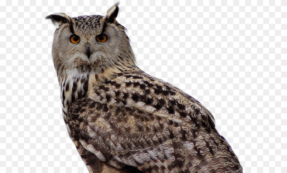 Owl Bird Of Prey Buho Real, Animal, Beak Png Image