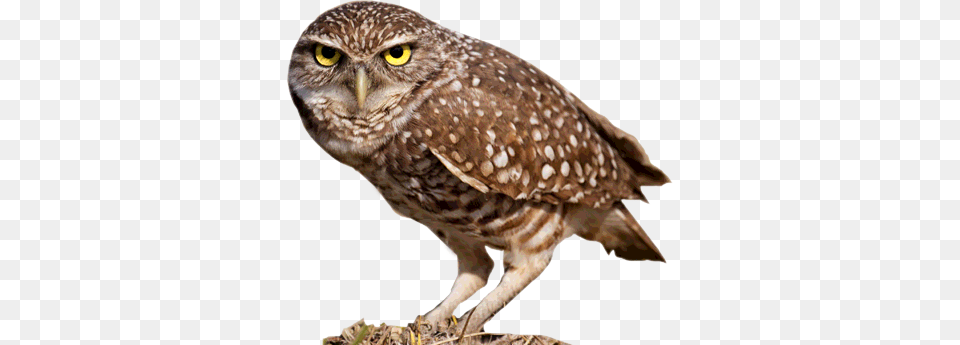 Owl Burrowing Owl, Animal, Bird Free Transparent Png