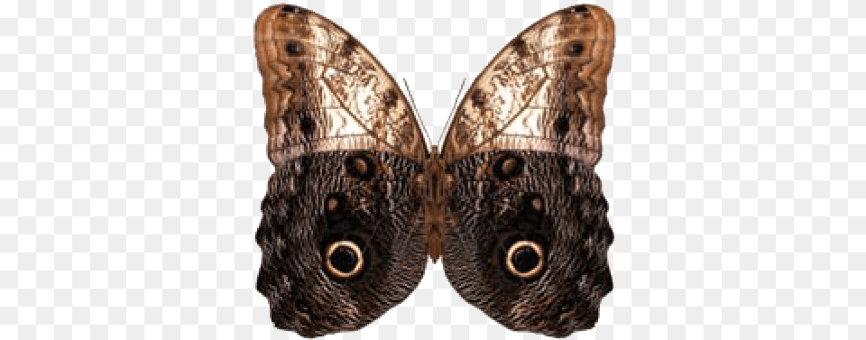 Owl Butterfly Put In Bay, Animal, Insect, Invertebrate, Moth Png Image