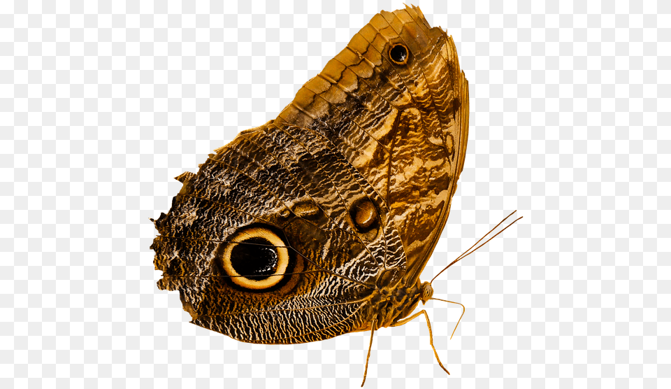 Owl Butterfly Transparent, Animal, Insect, Invertebrate, Moth Free Png Download