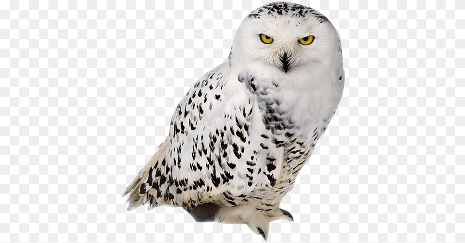 Owl Chouette, Animal, Bird, Beak Png Image