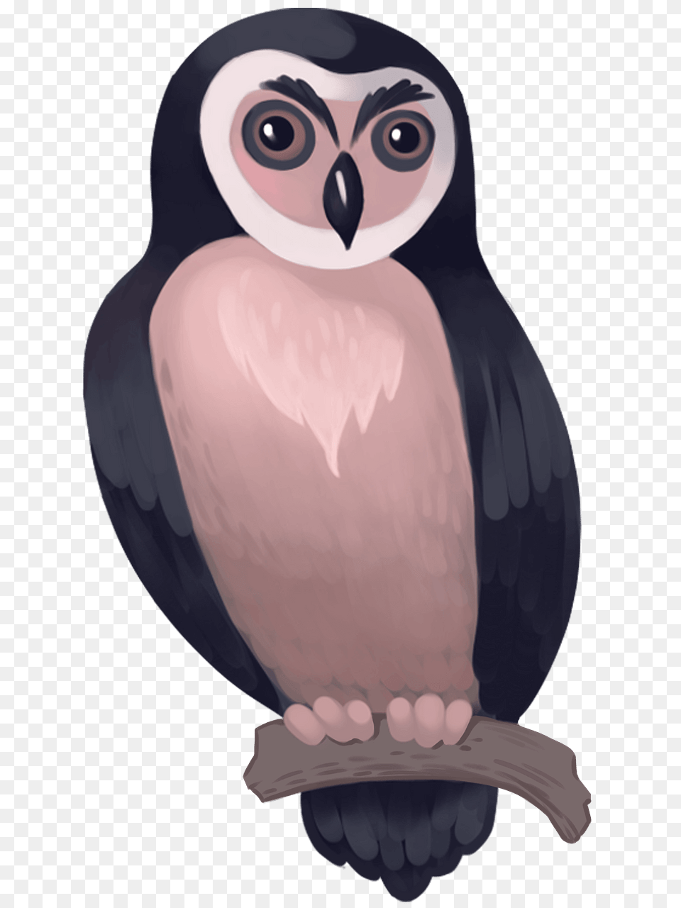 Owl Clipart, Animal, Bird, Face, Head Free Png