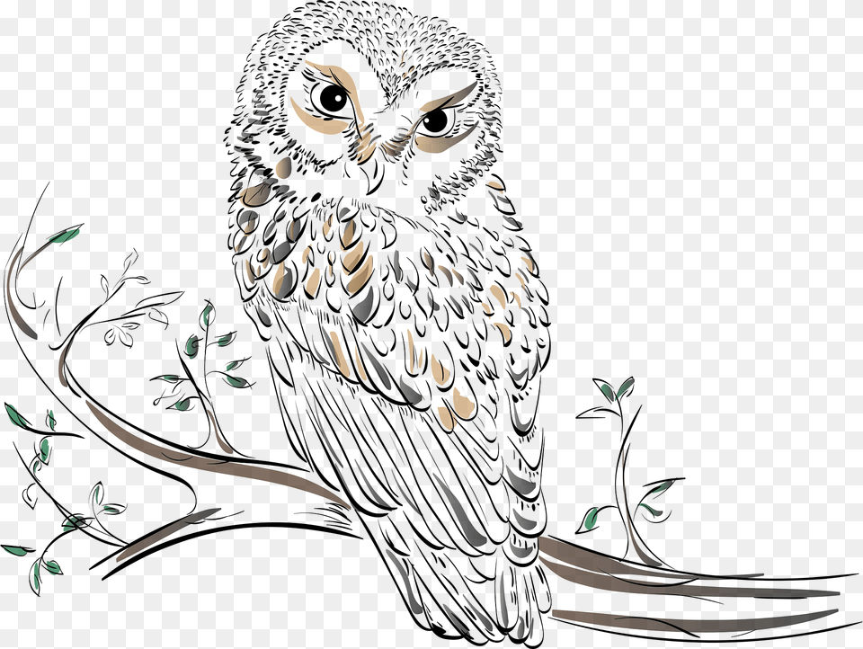 Owl Clipart, Animal, Bird, Person, Face Free Png