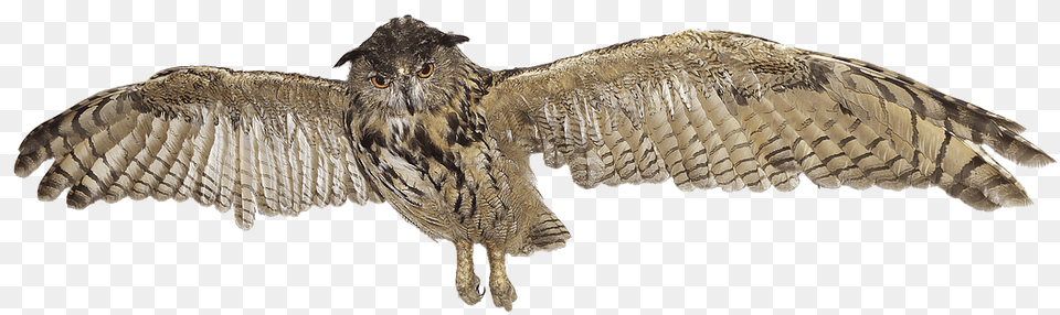 Owl Clipart Flying Great Horned Owl Clipart, Animal, Bird Free Png