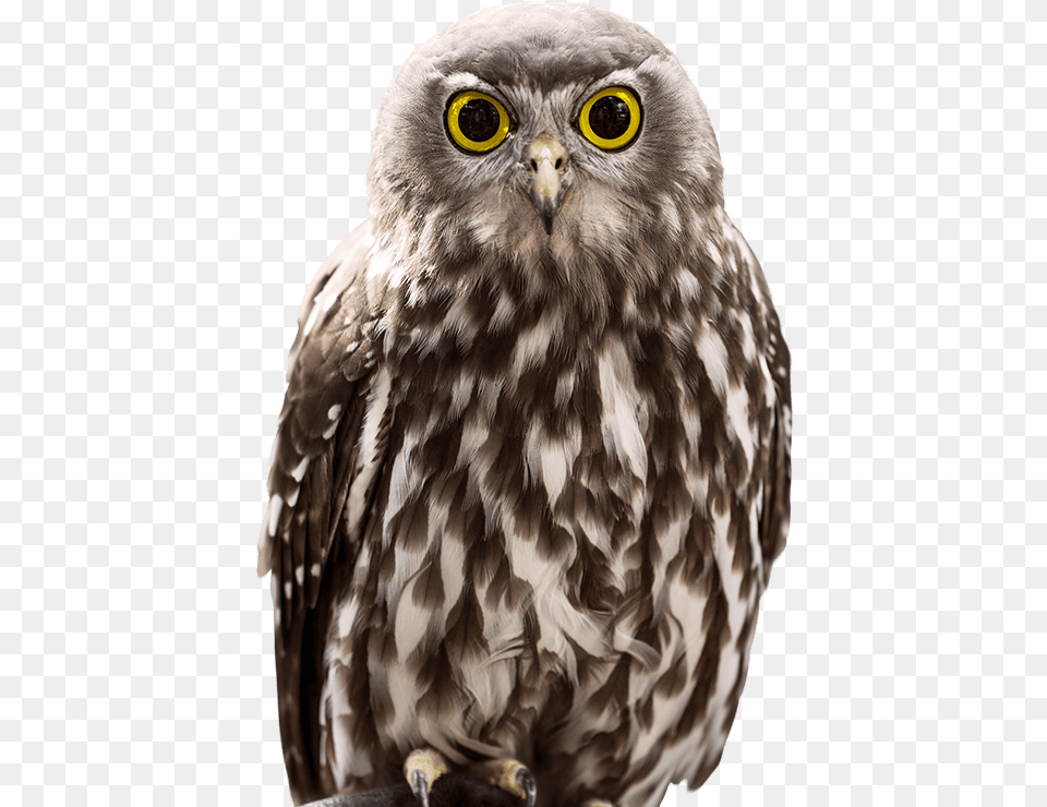 Owl Close Photo Owl, Animal, Bird, Beak Png Image