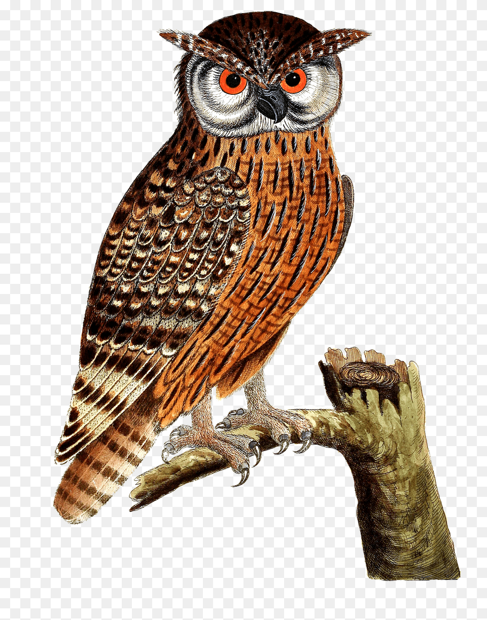 Owl Eagle Owl Bird Bird Of Prey Isolated Vintage Imagenes De Aves Buho, Animal, Beak Png