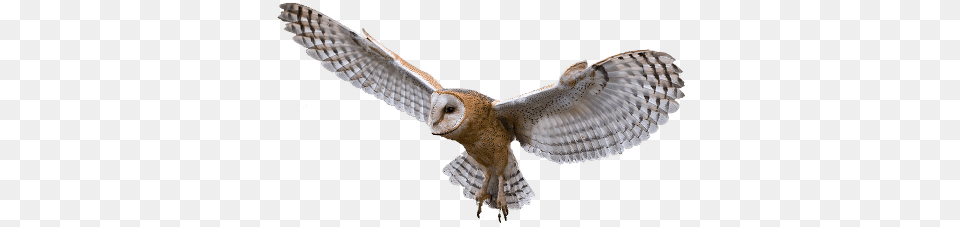 Owl Flying, Animal, Bird Png