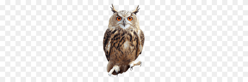 Owl Front, Animal, Beak, Bird Free Png