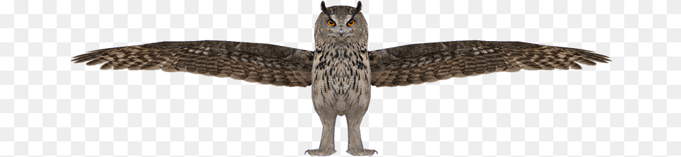 Owl Great Horned Owl, Animal, Bird, Beak Free Png