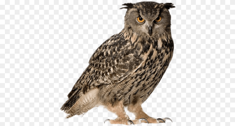 Owl Hd 5 6652 Images Starpng Owl, Animal, Bird, Beak Free Transparent Png