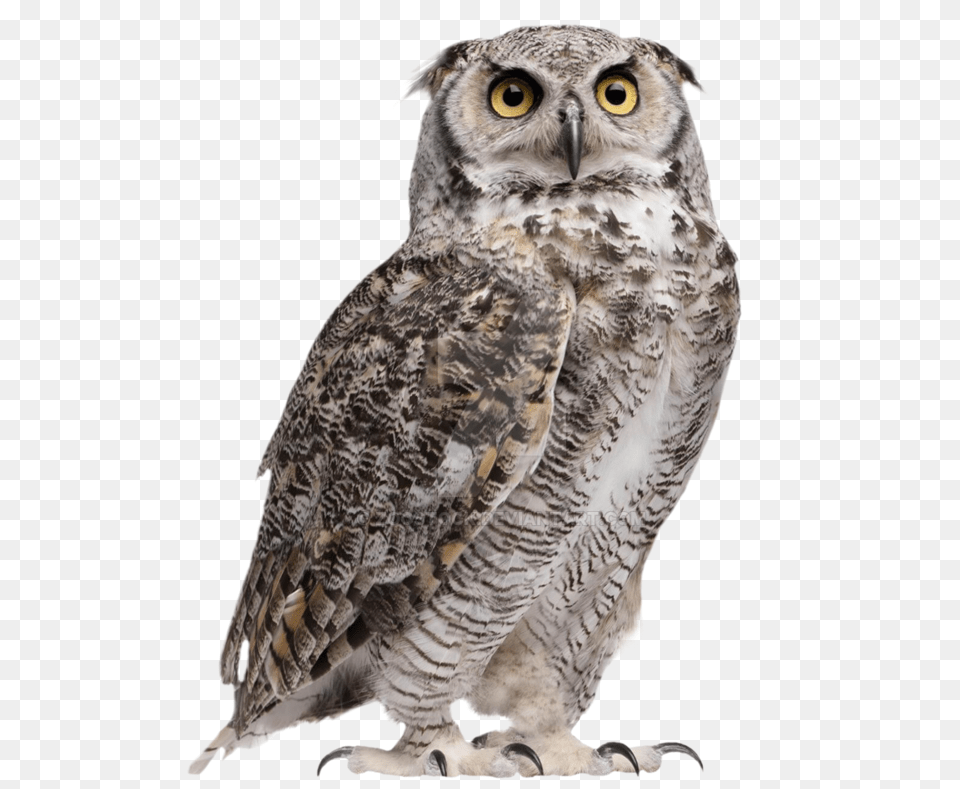Owl Hd Image Great Horned Owl, Animal, Bird Png