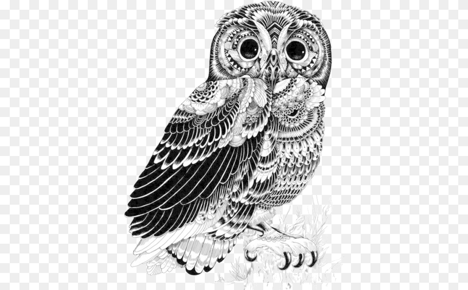 Owl Illustration Ink Illustrations Art Drawings Owl Pen And Ink Drawing, Animal, Bird Png