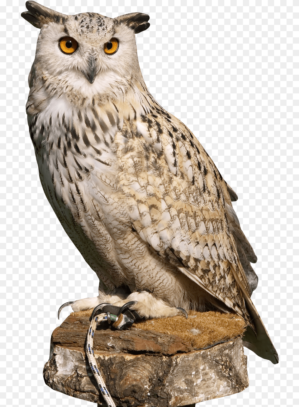 Owl Images Owl, Animal, Beak, Bird Free Png Download