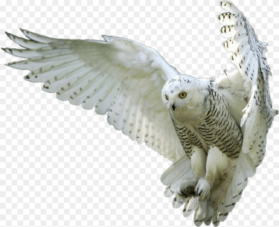 Owl Large White Owl, Animal, Bird Free Png