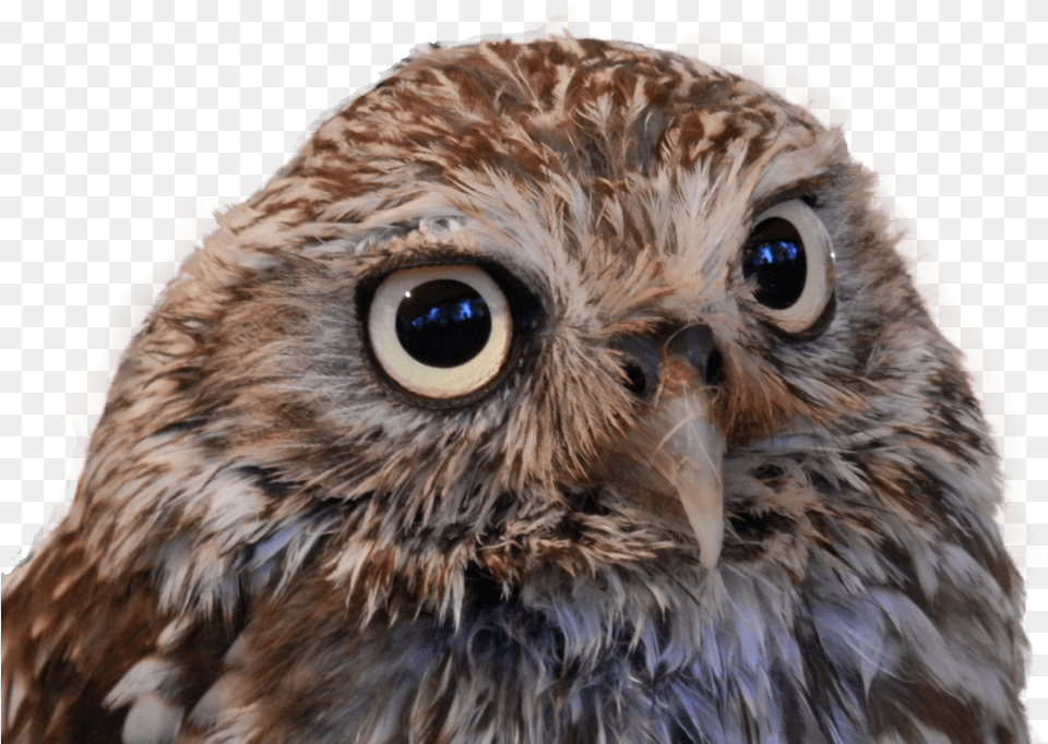 Owl Little Owl, Animal, Bird, Beak Free Png