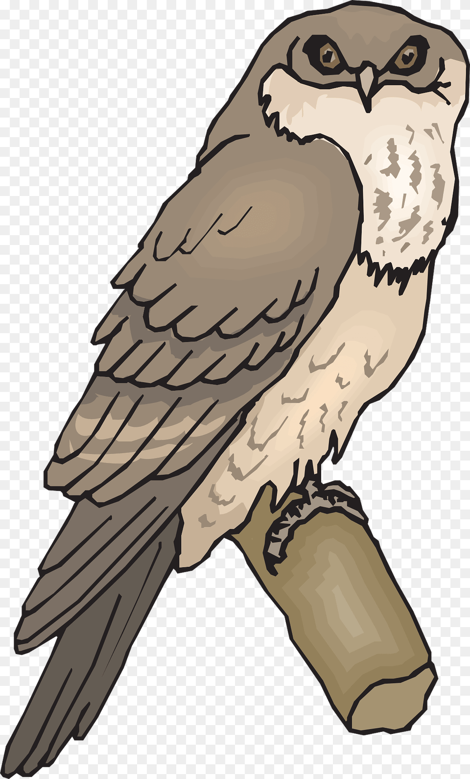 Owl On Branch Clipart, Person, Animal, Bird, Hawk Png