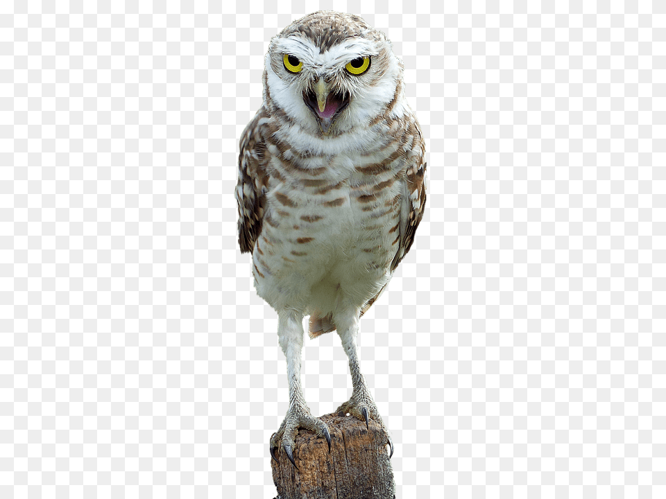 Owl On Wood, Animal, Bird, Beak Png