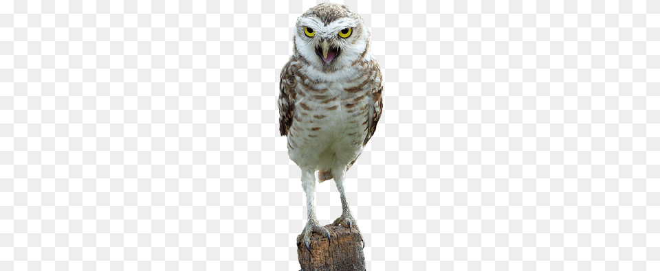 Owl On Wood Cafepress Fascinating Owl Rainbow 539x739area Rug, Animal, Beak, Bird Free Png