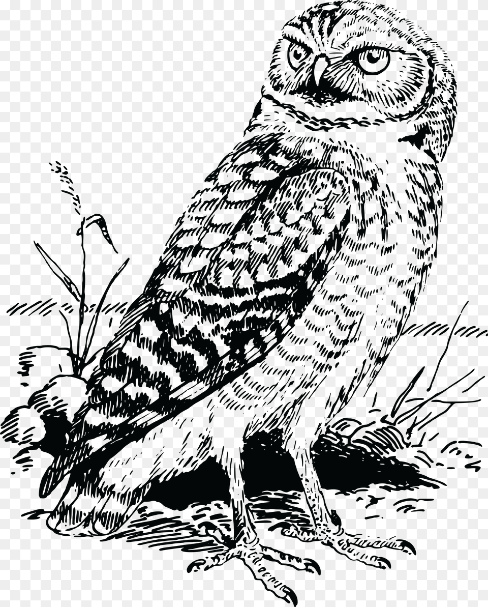 Owl Owl Cartoon Clipart Black And White, Animal, Bird Png
