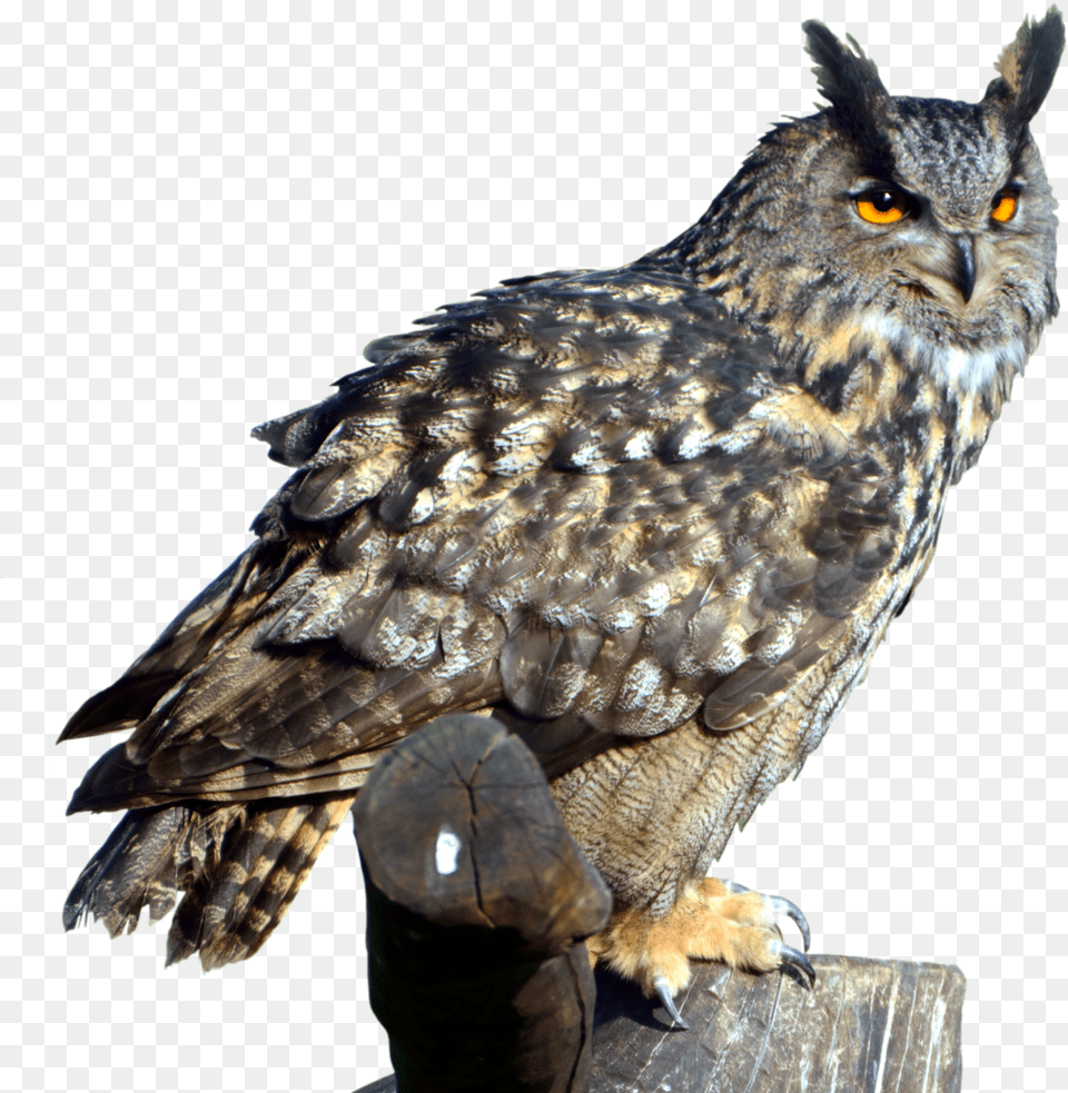 Owl Owl Great Horned Owl Transparent, Animal, Bird, Beak Png Image