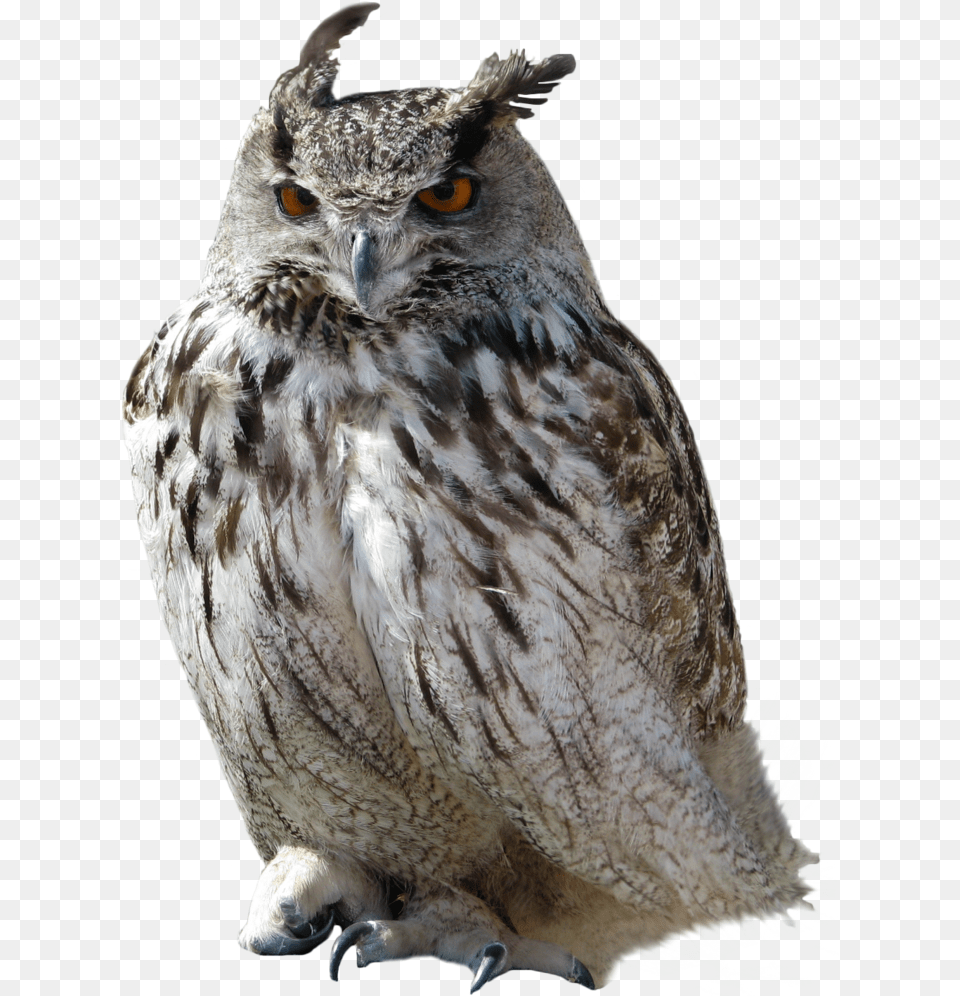 Owl Owl Background, Animal, Beak, Bird Free Transparent Png