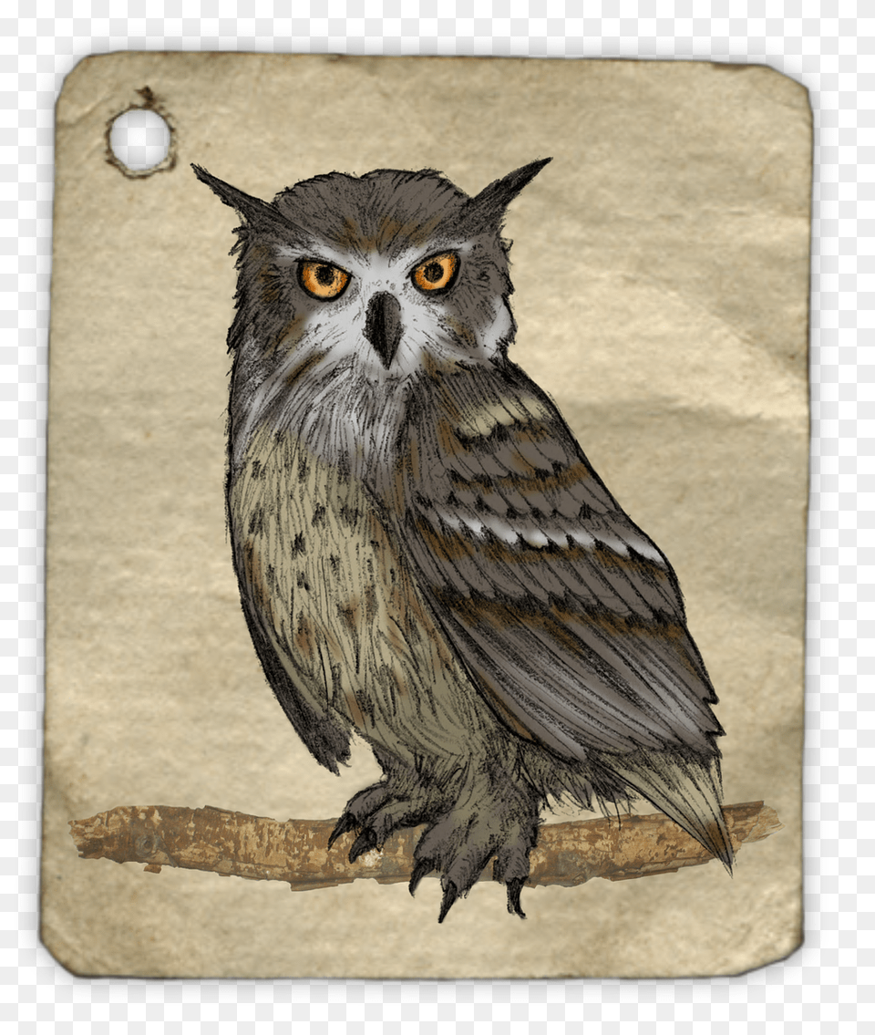 Owl Painting Watercolor Animal Tag Label Drawing Gambar Lukisan Burung Hantu, Bird, Art, Beak Free Png Download