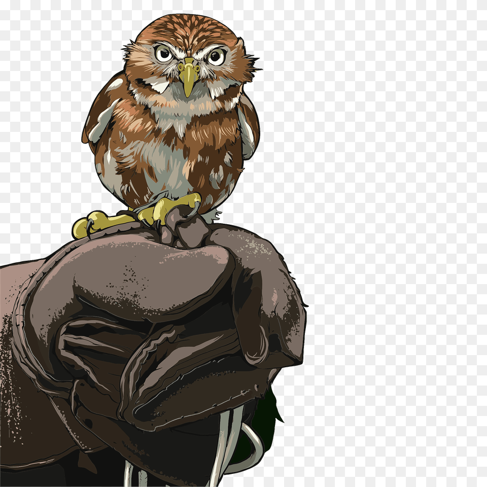 Owl Perched On Gloved Hand Clipart, Animal, Beak, Bird, Person Free Png