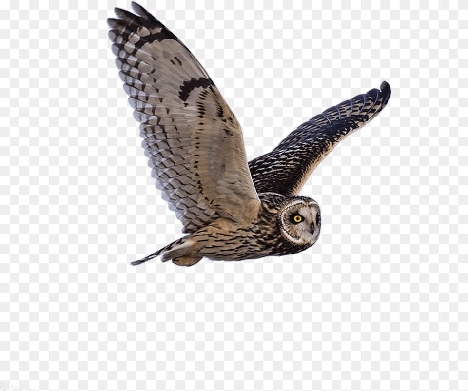 Owl Predator Flying Photo Proverbios 17, Animal, Bird, Accipiter Free Transparent Png
